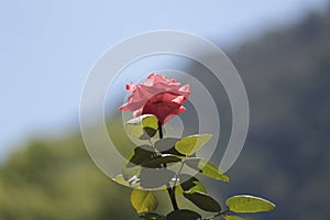 Pink Memorial rose details, Rosa lucieae , Asian species, Introduced ornamental species photo