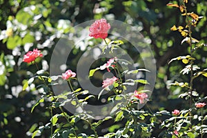 Pink Memorial roses details, Rosa lucieae , Asian species, Introduced ornamental species