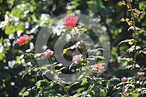 Pink Memorial roses details, Rosa lucieae , Asian species, Introduced ornamental species photo