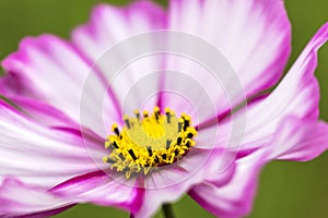 Pink mexican aster flower blooming in the garden. macro