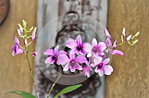 Pink micro orchid with various flowers and buds photo