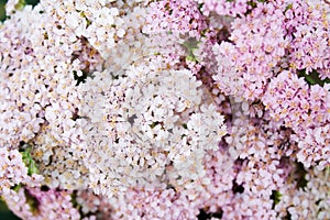 Pink milfoil flowers photo