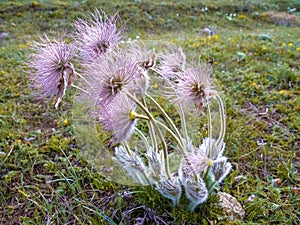 The pink milk thistle flower in bloom in summer morning