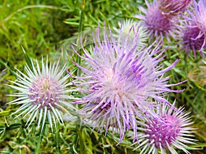 The pink milk thistle flower in bloom in summer morning.