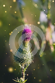 Pink milk thistle flower in bloom in summer morning