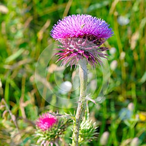 Pink milk thistle flower in bloom in summer morning