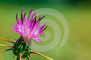 Pink milk thistle Silybum Marianum close up view on green meadow background