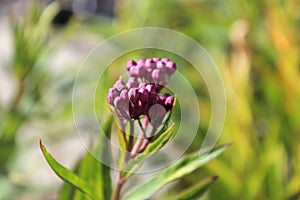 Pink milkweed buds growing in the garden photo