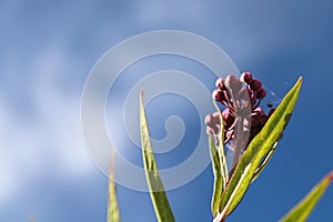 Pink milkweed buds up against a blue sky photo