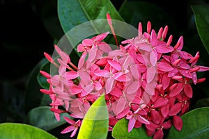 Pink Milkweed for Monarchs on a large brush in Florida