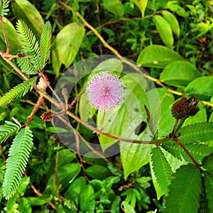 Pink mimosa flower in full bloom