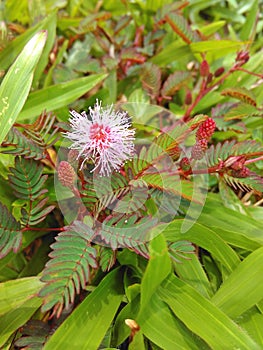 Pink mimosa flower