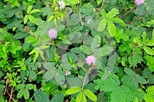 pink Mimosa flower in summer