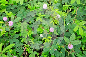 Pink Mimosa flower in summer