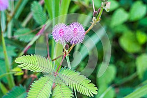 Pink mimosa flowers in a field of green forest