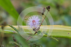 Pink Mimosa pudica flower