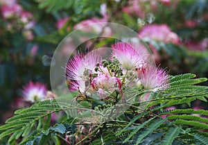 Pink Mimosa tree.