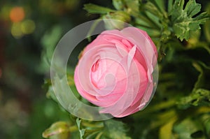Pink mini flower