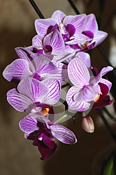 Pink mini phalaenopsis orchid with flowers and buds on a dark background. Beautiful orchid flowers. Selective, soft focus.