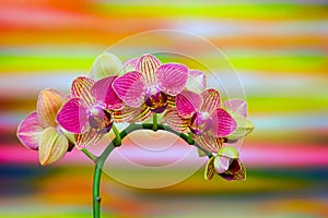 Pink mini phalaenopsis orchids against colorful gradient background