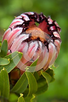 Pink Mink Protea Flower