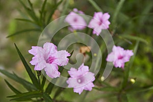 Pink minnieroot flower