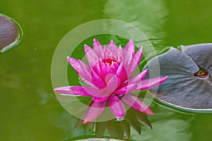 Pink Miss Siam Water Lily Vizcaya Garden Miami Florida