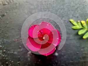 Pink mission -unfurling soft petals