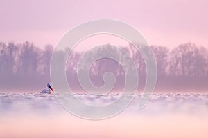 Pink misty morning on the lake. Dalmatian pelican, Pelecanus crispus, in Lake Kerkini, Greece. Palican on blue water surface.