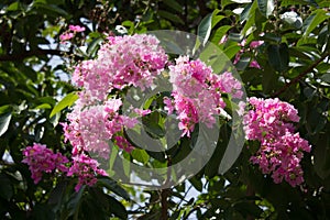 Pink mix White flowers or Tabebuia rosea blossom
