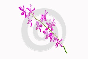 Pink mokara calipso orchids stem (Tammy, Punnee, Chitti, Tangerine) isolated on white bbackground. photo