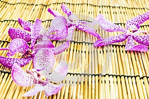 Pink mokara orchids on bamboo background