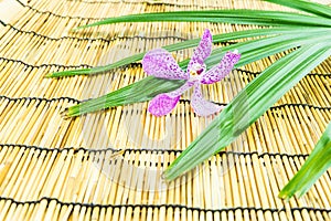 Pink mokara orchids on bamboo background