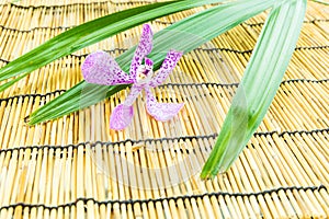 Pink mokara orchids with green leaf on bamboo background