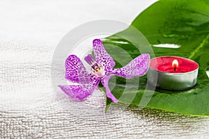 Pink mokara orchids and green leaf with red tea light candle on