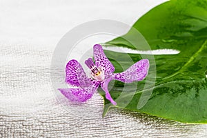 Pink mokara orchids and green leaf on white towel