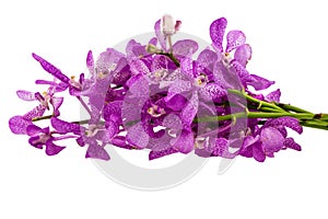 Pink mokara orchids isolated on white background