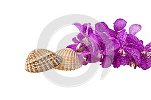 Pink mokara orchids and seashell isolated on white background