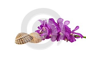Pink mokara orchids and seashell isolated on white background