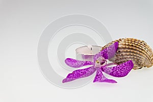 Pink mokara orchids and seashell with tea light candle isolated