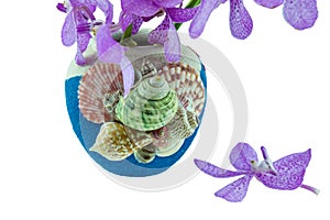 Pink mokara orchids in vase decorated with sea shells. Isolated