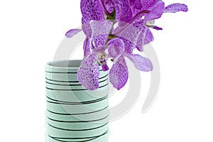 Pink mokara orchids in vase isolated on white background