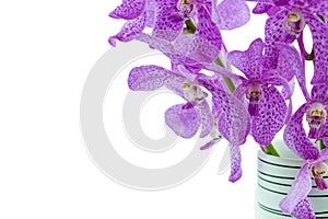 Pink mokara orchids in vase isolated on white background