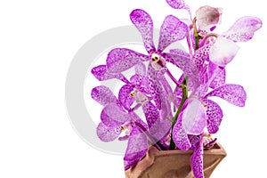 Pink mokara orchids in vase isolated on white background