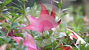 Pink Momiji leaves fall season in Japan.