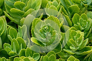 Pink Mongolian Stonecrop - Hylotelephium Ewersii - Plant