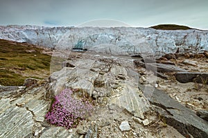 Pink Monkey flower blooming right in front of the Russell glacier, Kangerlussuaq, Greenland