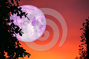 pink moon back silhouette tree cloud on sunset sky