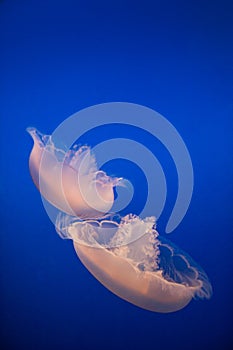 Pink Moon Jelly, Aurelia aurita in blue water