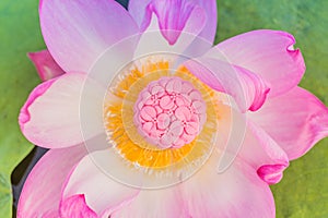 Pink mooncake in a fresh pink lotus flower on a green leaves. Chinese mid-autumn festival food